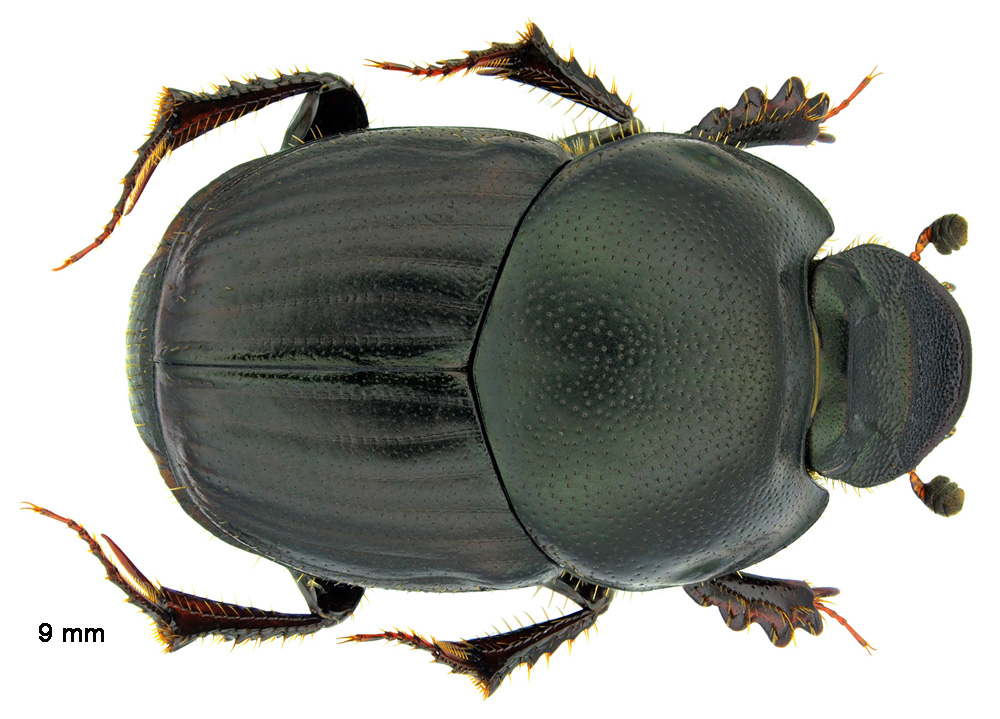 Onthophagus taurus (Schreber, 1759)