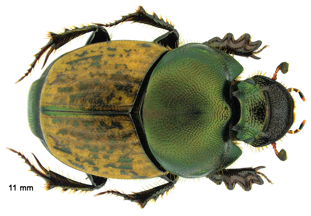 Onthophagus vacca (Linnaeus, 1767) femelle