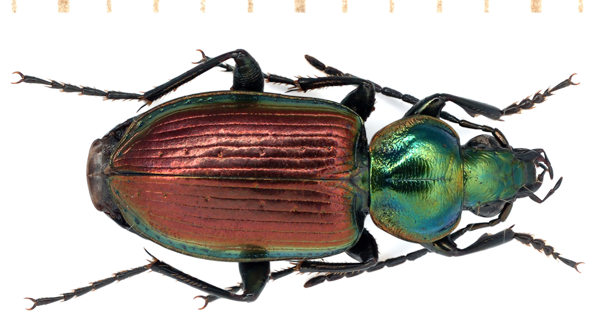 Agonum sexpunctatum (Linnaeus, 1758)