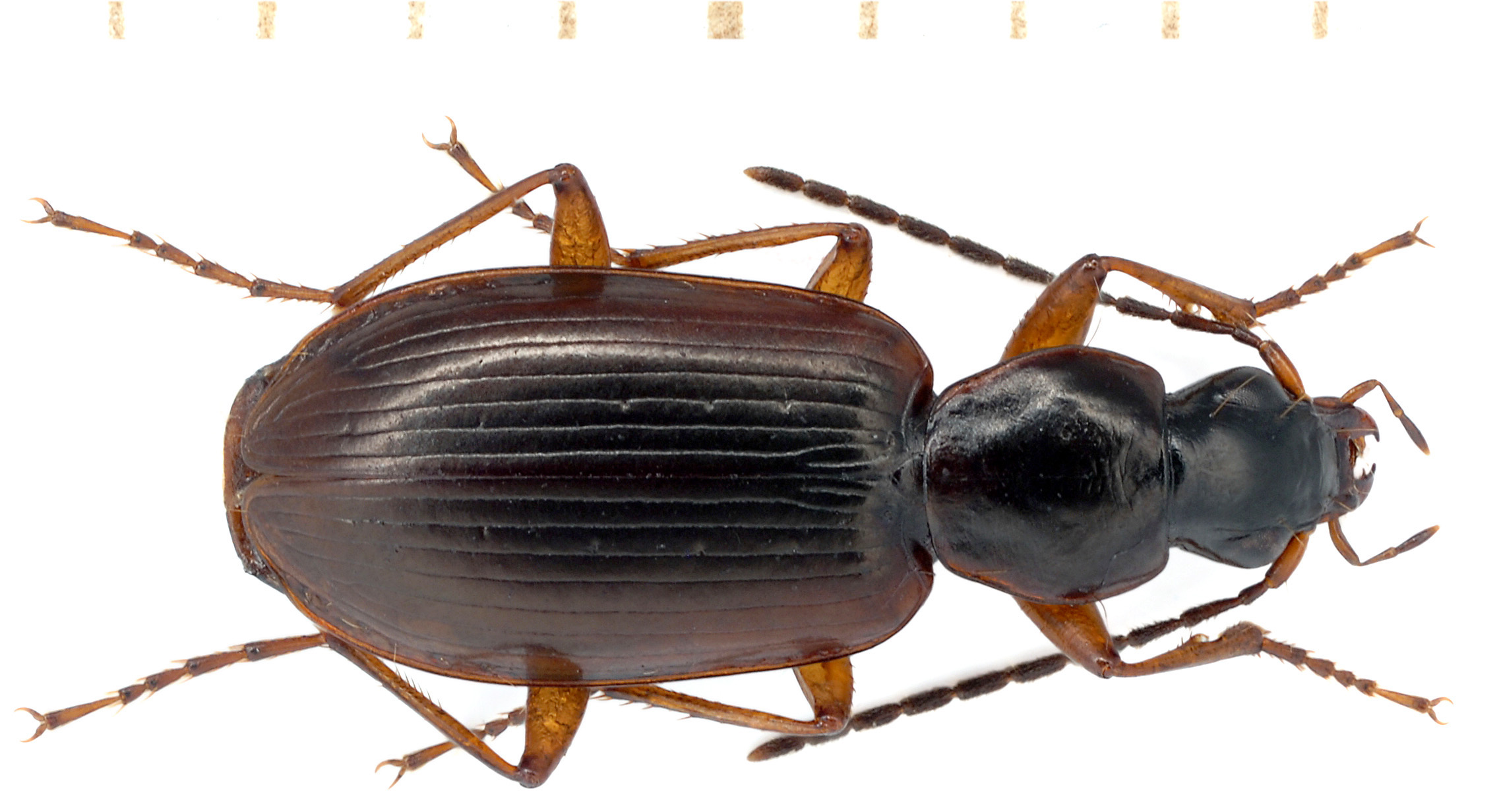 Agonum thoreyi Dejean, 1828