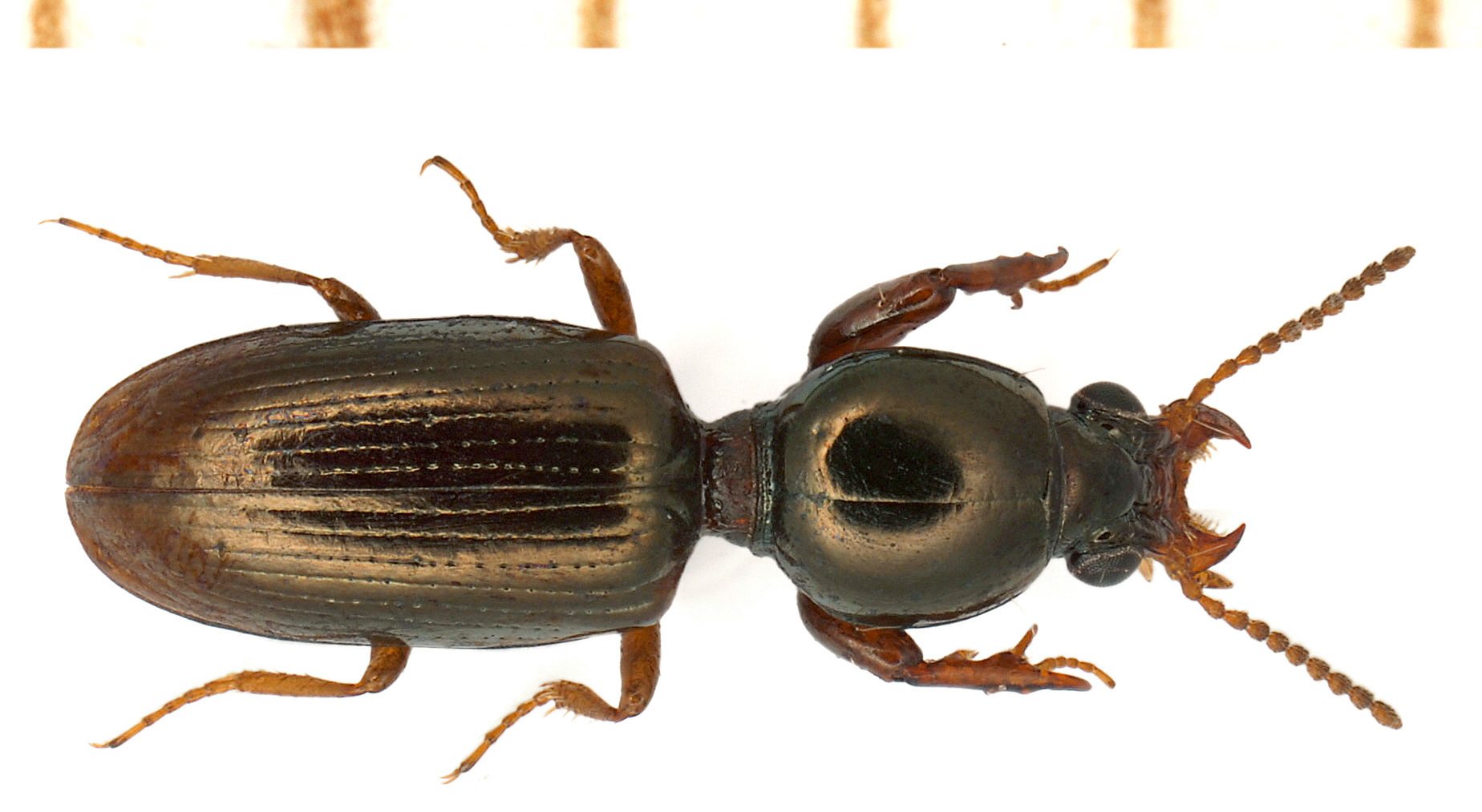 Dyschiriodes politus (Dejean, 1825)