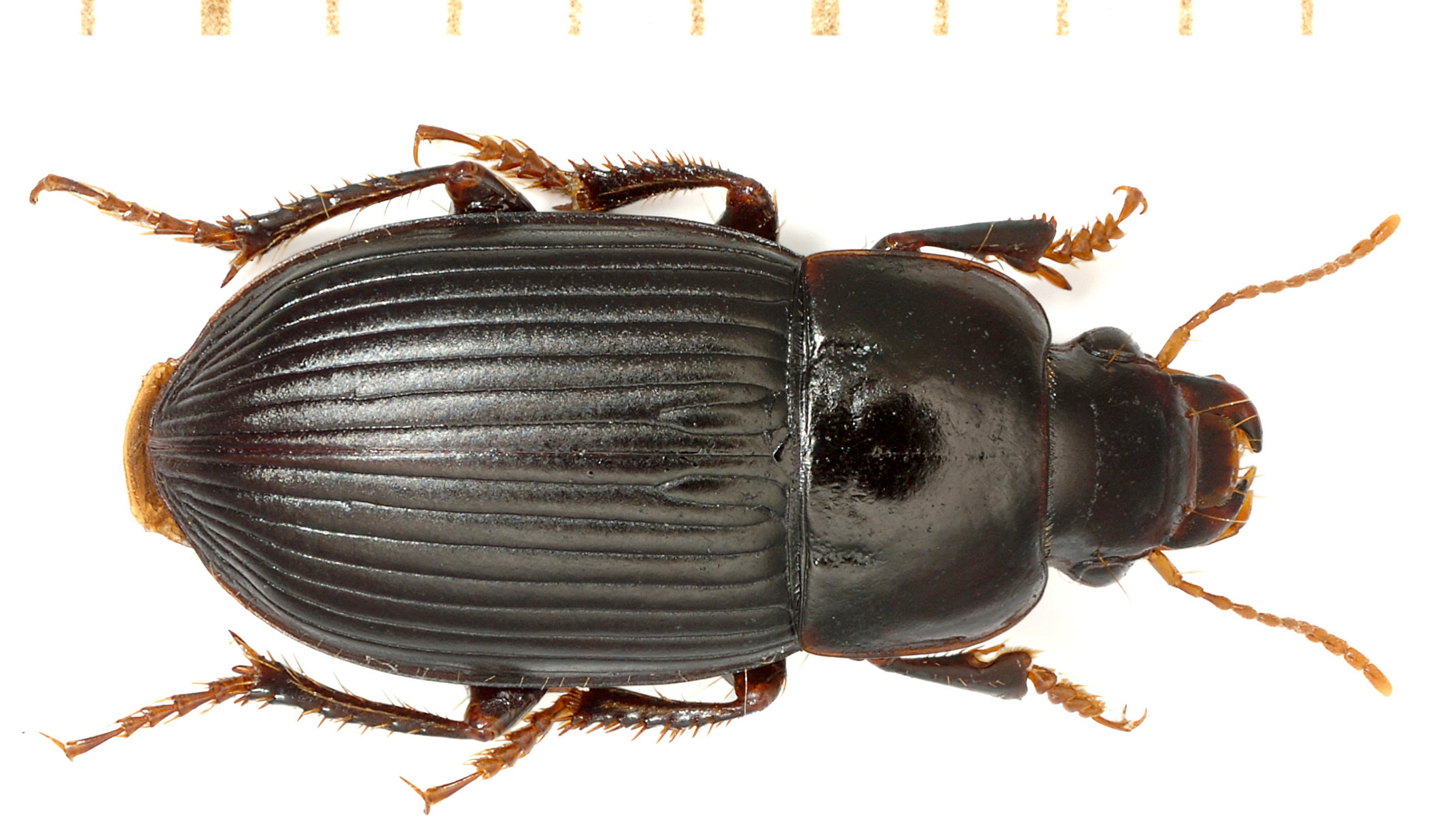 Harpalus froelichii Sturm, 1818