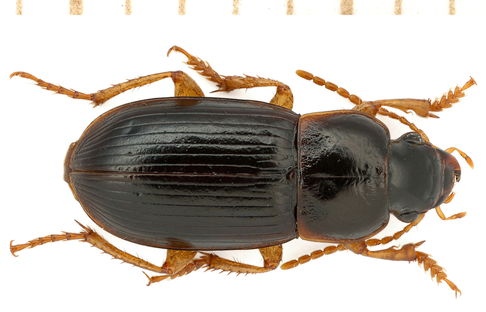 Harpalus luteicornis (Duftschmid, 1812)