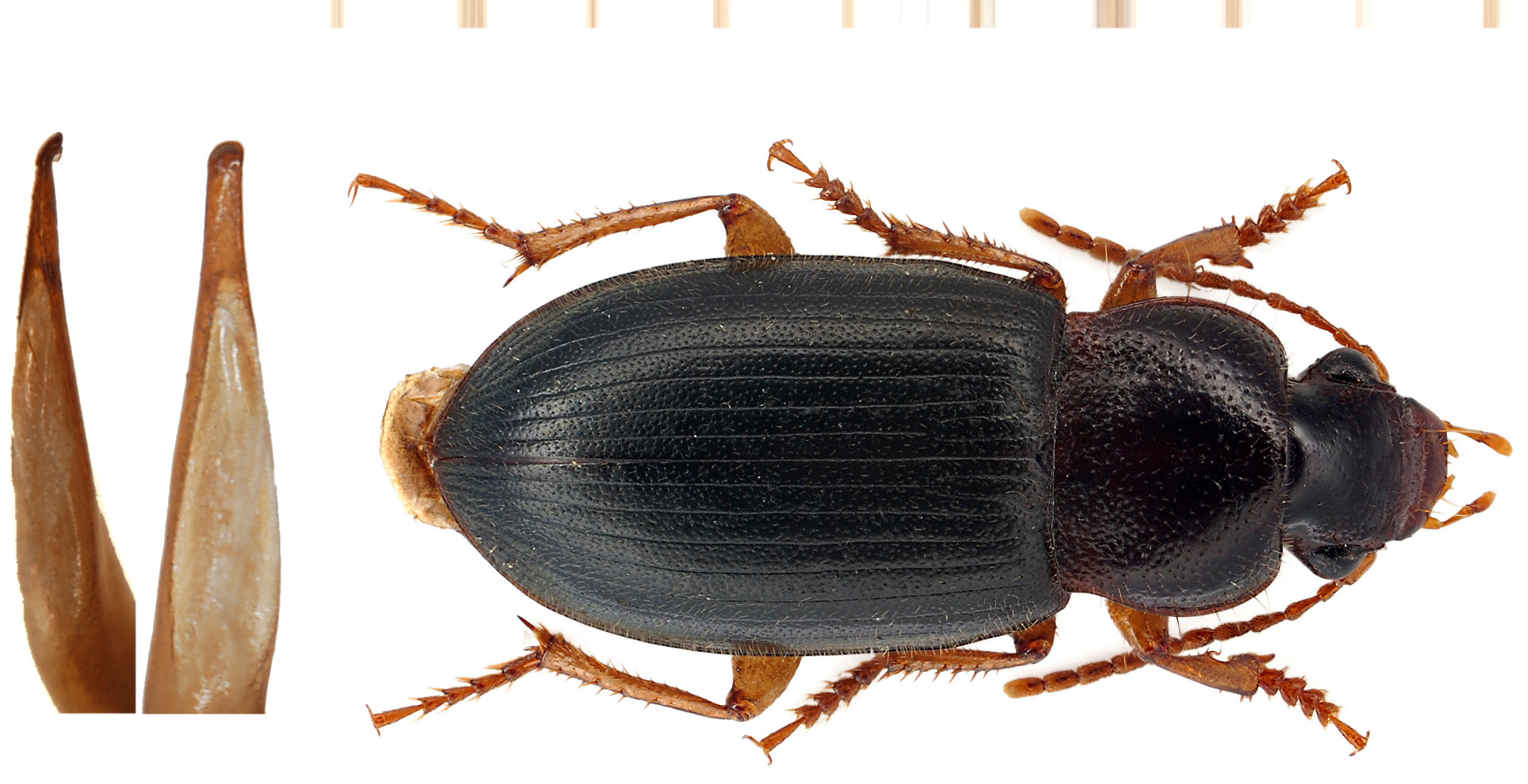 Ophonus rufibarbis (Fabricius, 1792)