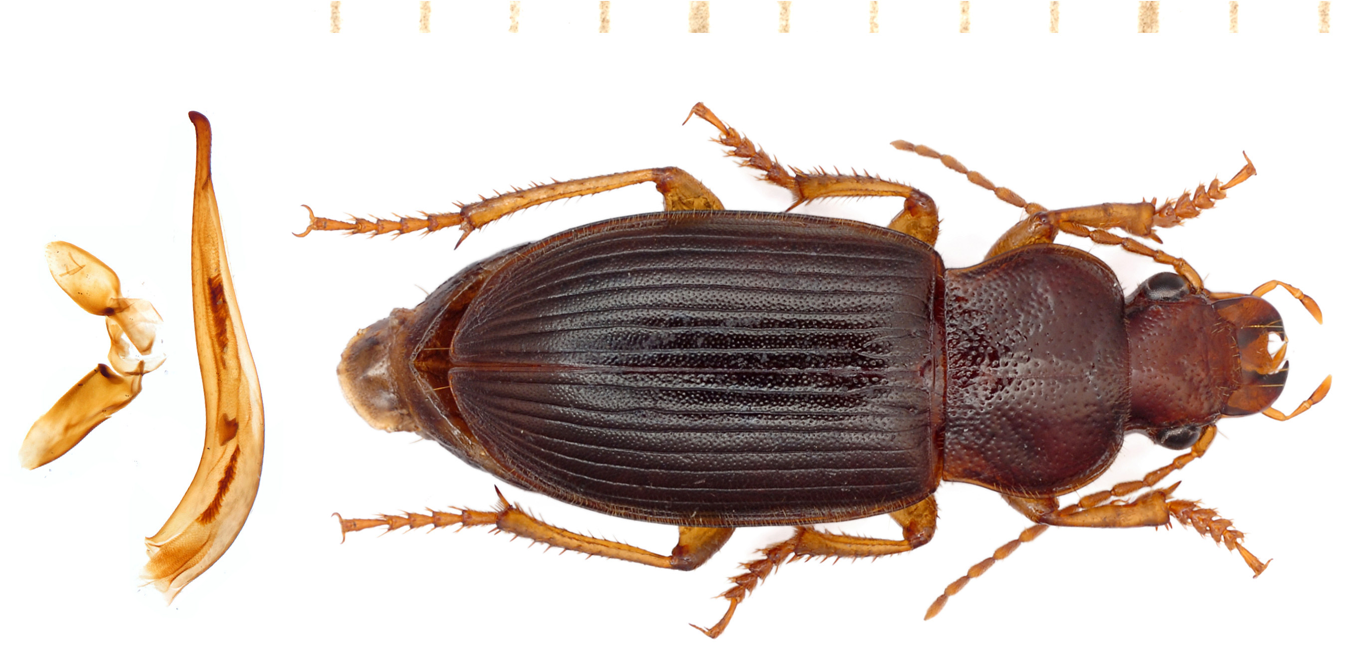 Ophonus schaubergerianus (Puel, 1937)