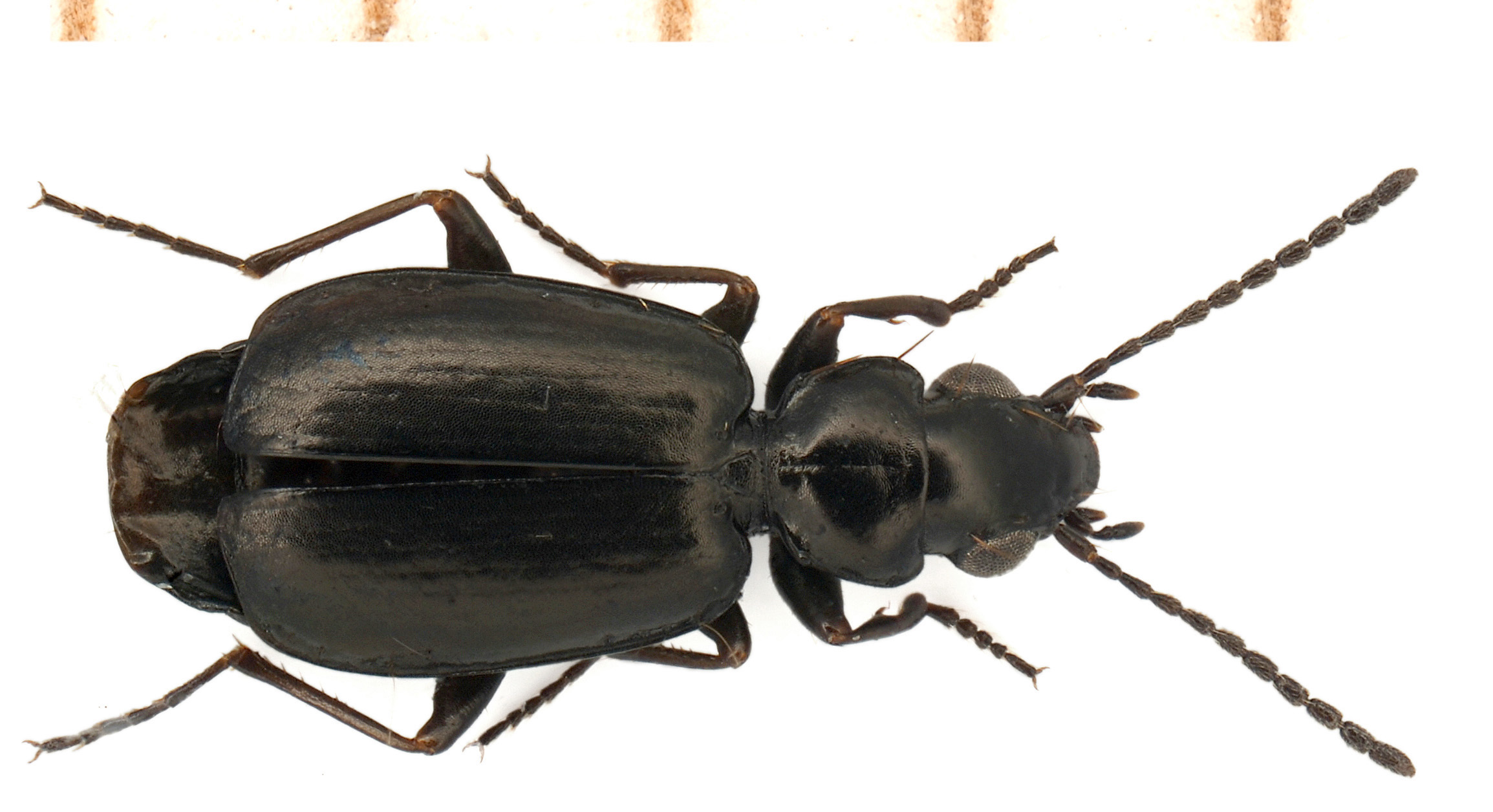 Syntomus truncatellus (Linnaeus, 1761)