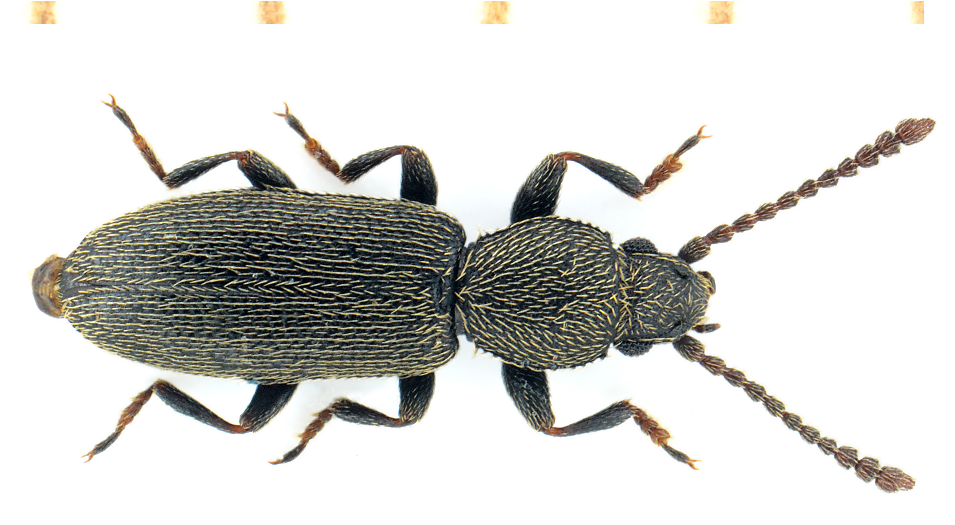 Airaphilus elongatus (Gyllenhal, 1813)