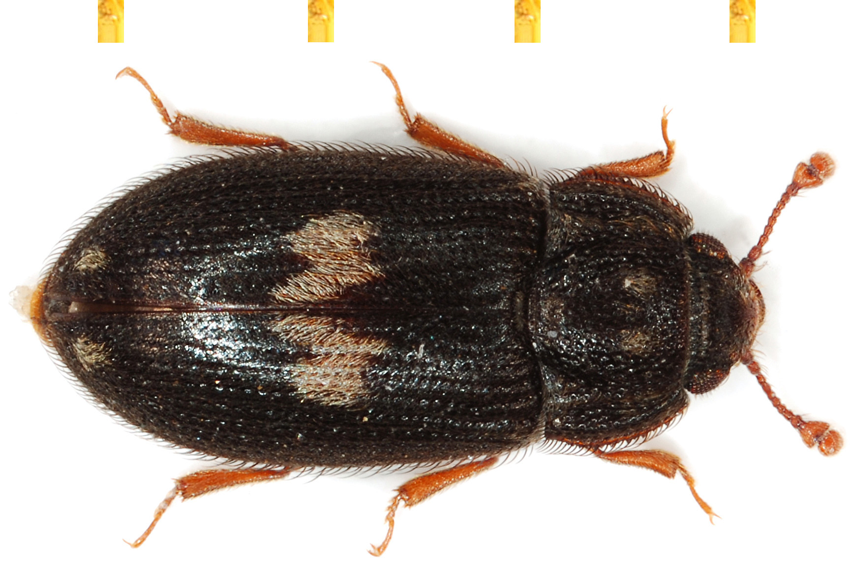 Biphyllus lunatus (Fabricius, 1787)