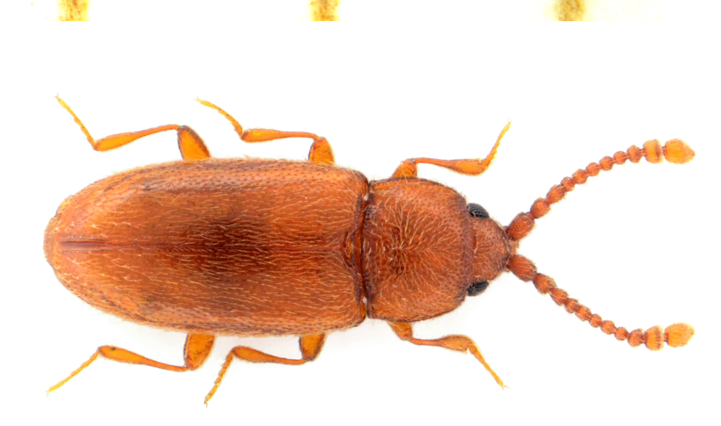 Caenoscelis ferruginea (C.R.Sahlberg, 1820)