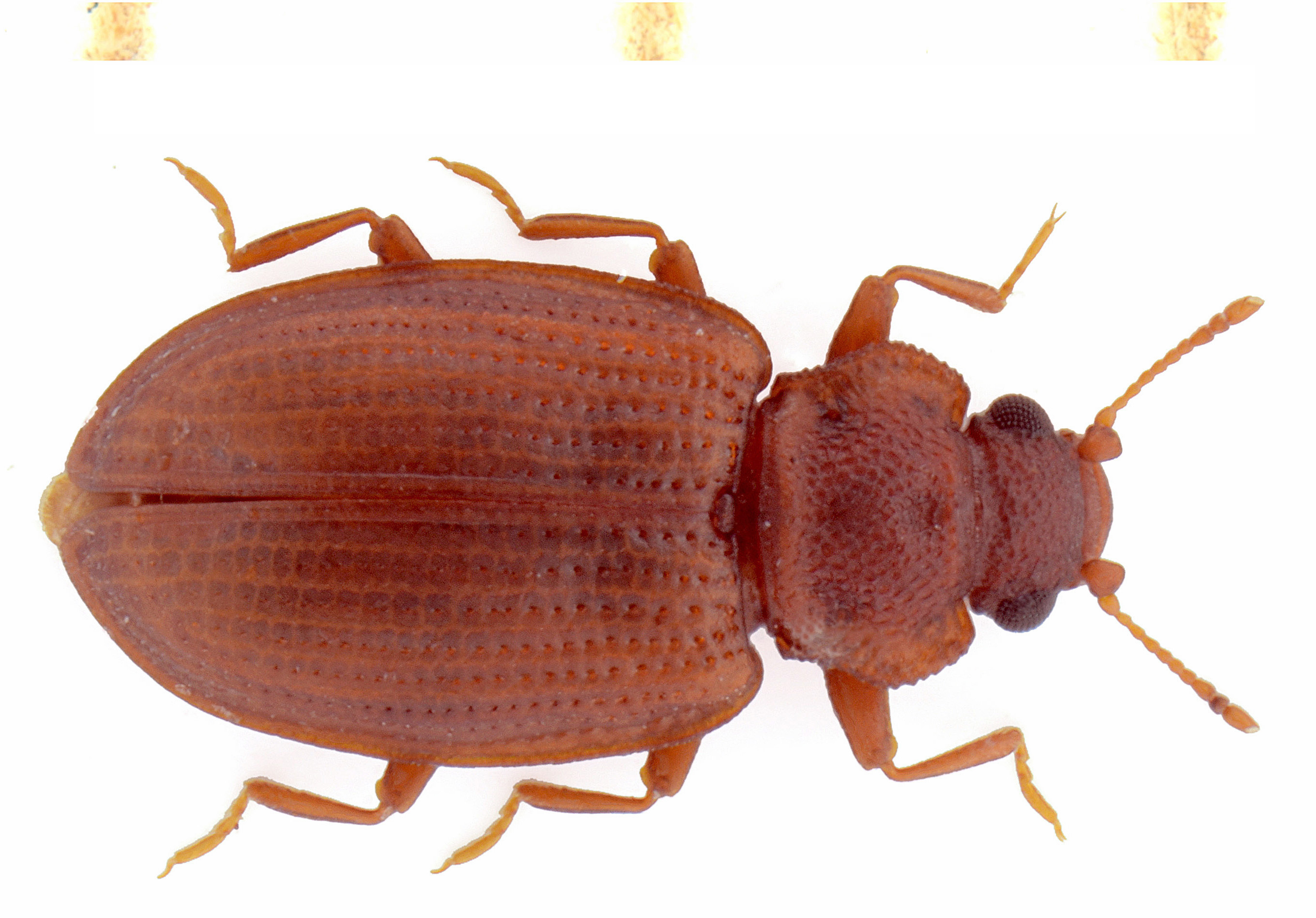 Enicmus testaceus (Stephens, 1830)