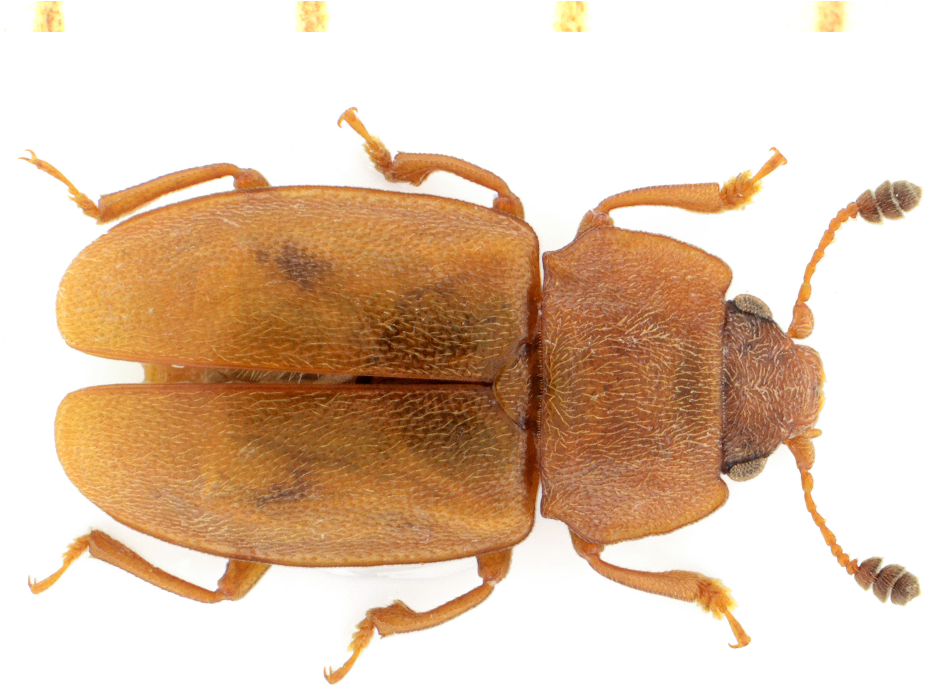 Epuraea distincta (Grimmer, 1841)