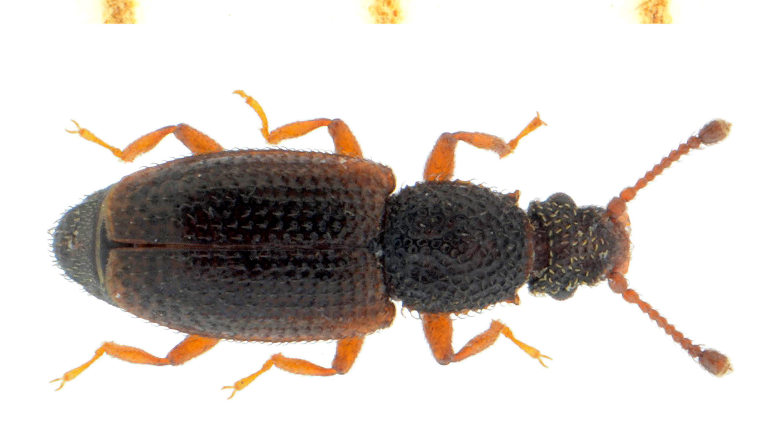 Monotoma spinicollis Aube, 1837