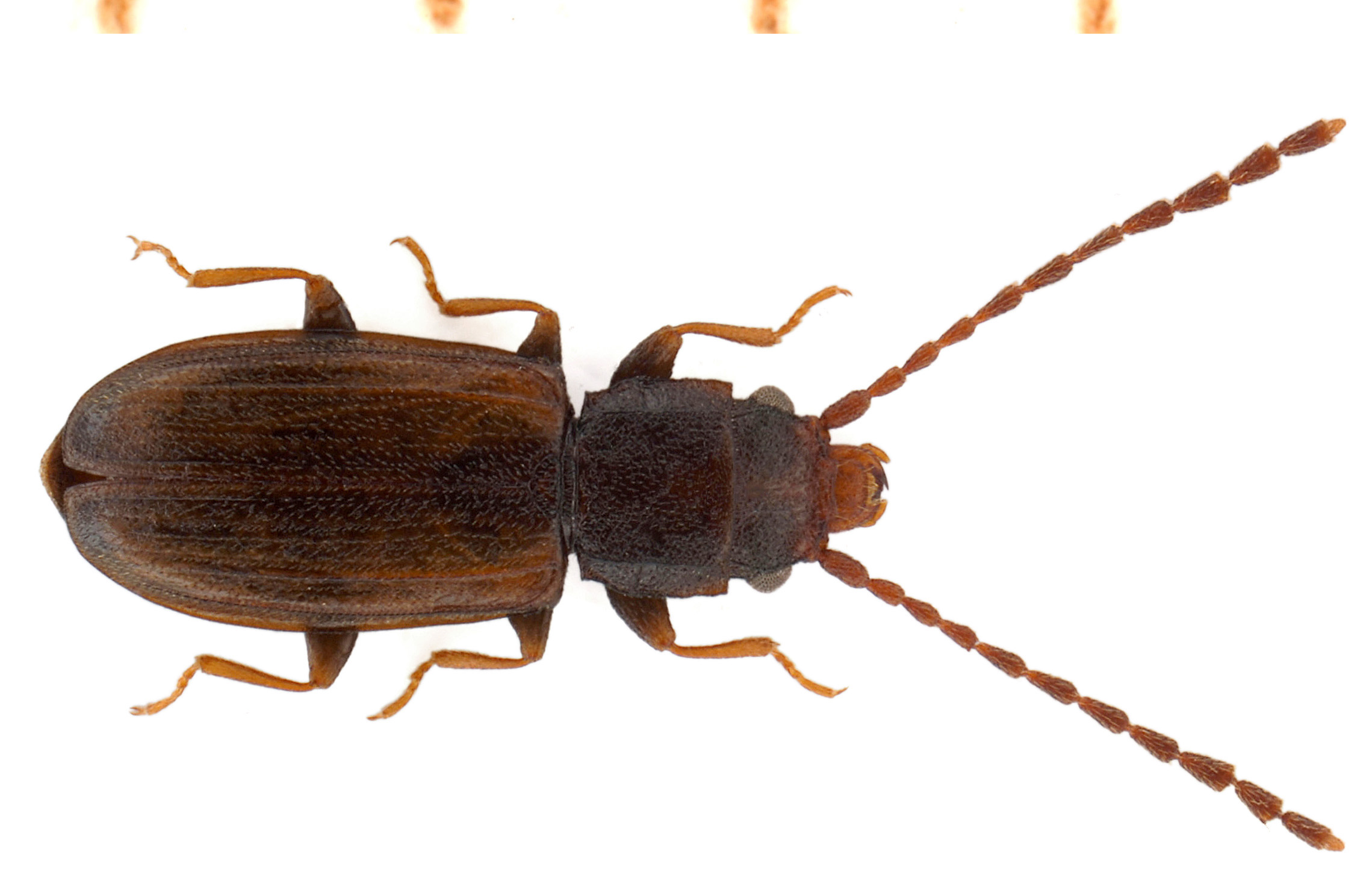 Notolaemus castaneus (Erichson, 1845)