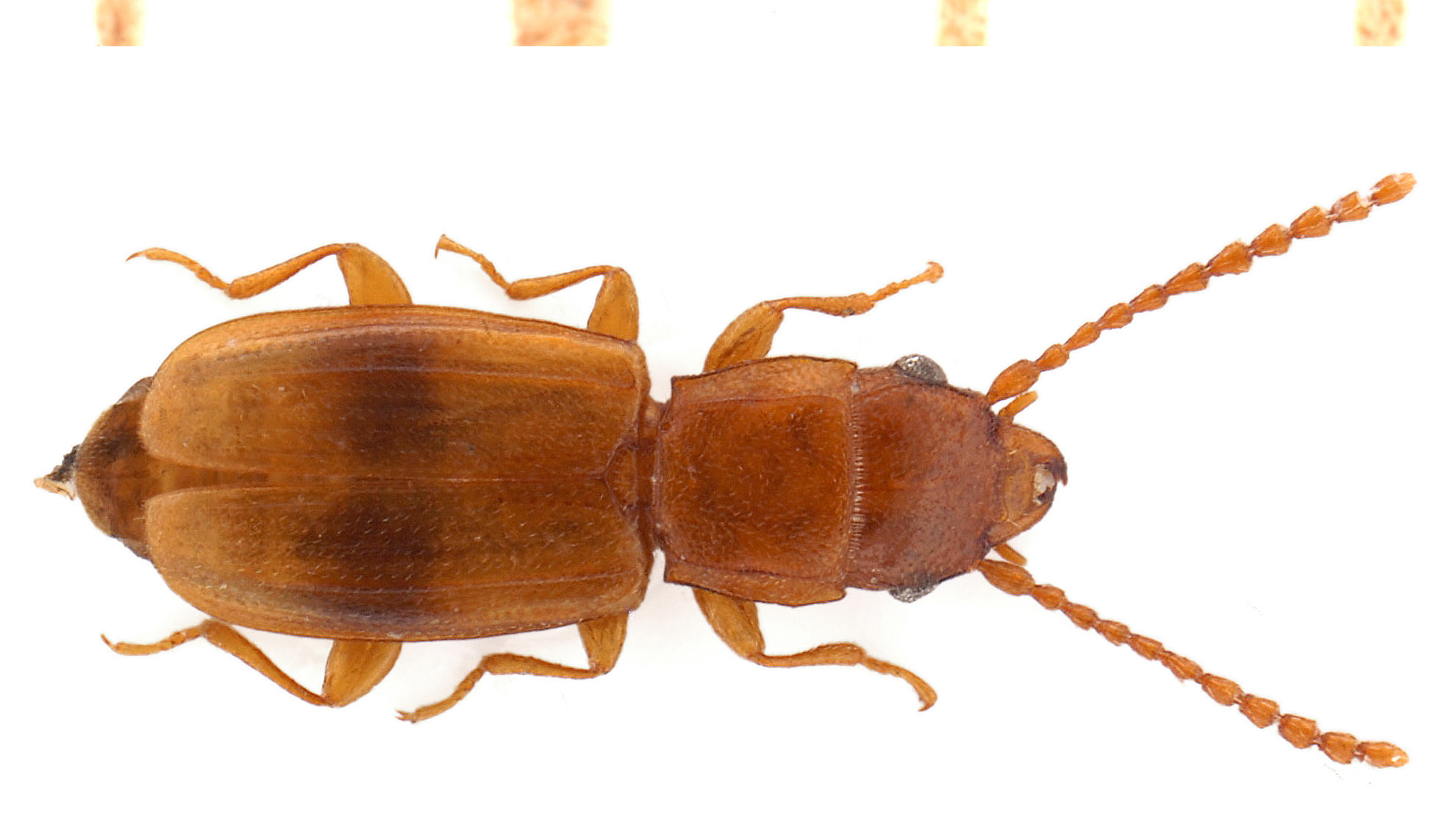 Notolaemus unifasciatus (Latreille, 1804)