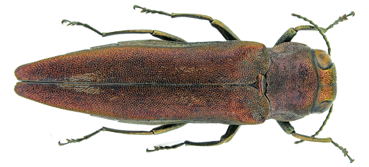 Agrilus sinuatus (Olivier, 1790)