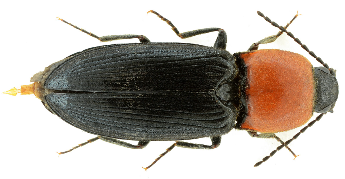 Cardiophorus gramineus (Scopoli, 1763)