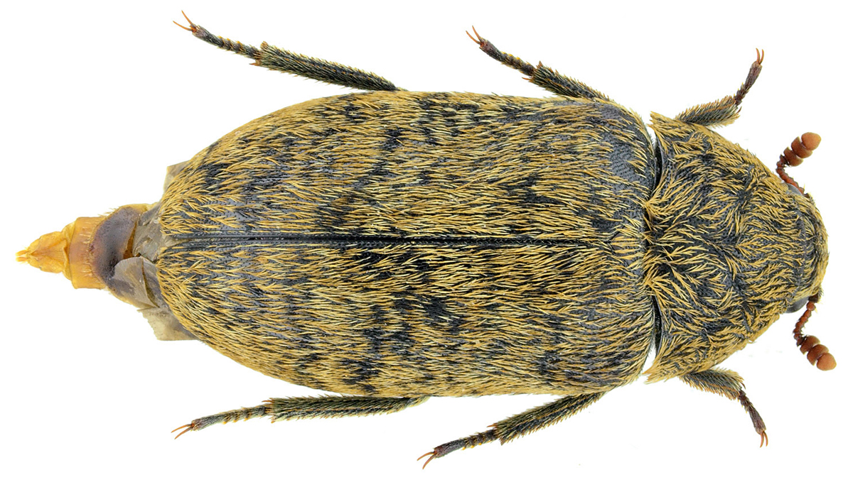 Dermestes aurichalceus Küster, 1846