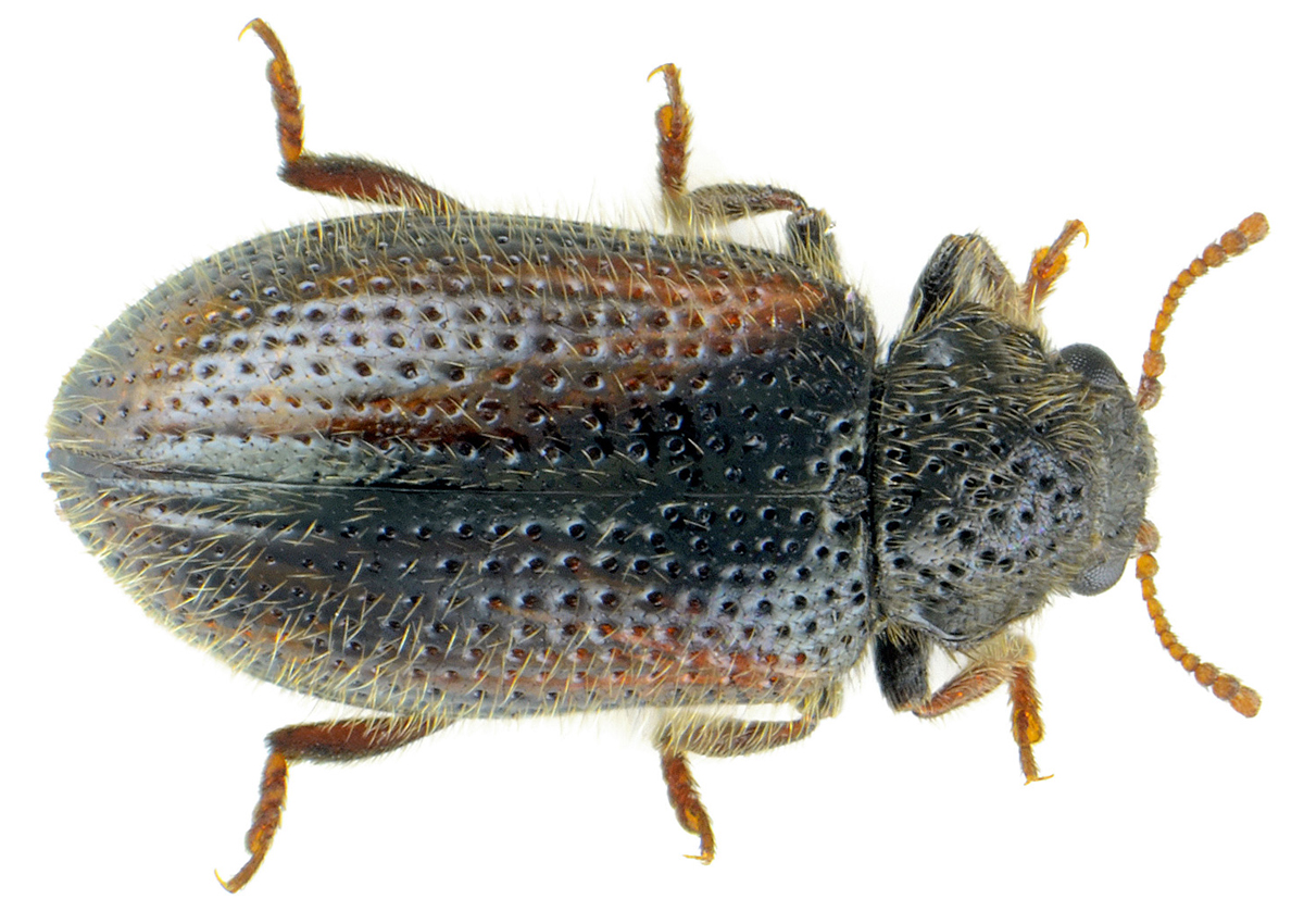 Laricobius erichsoni Rosenhauer, 1846