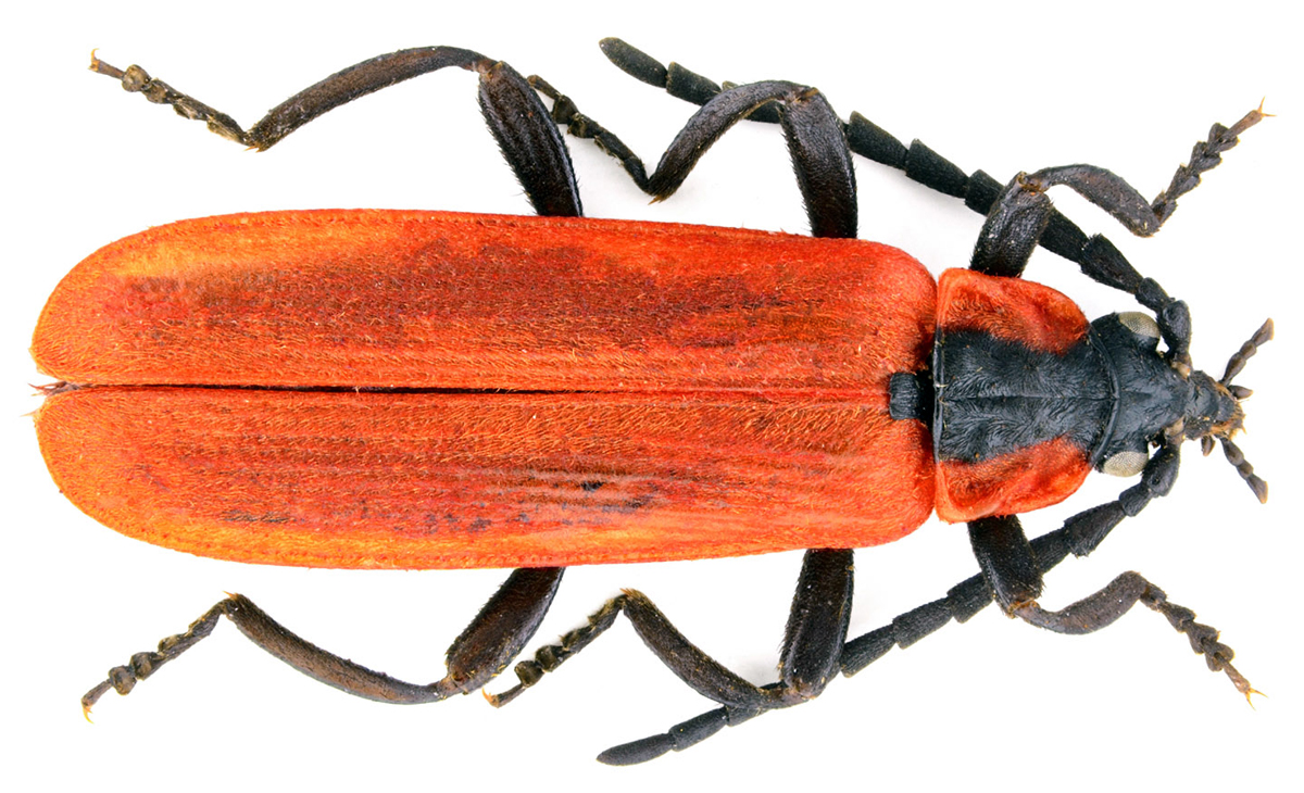 Lygistopterus sanguineus (Linnaeus, 1758)