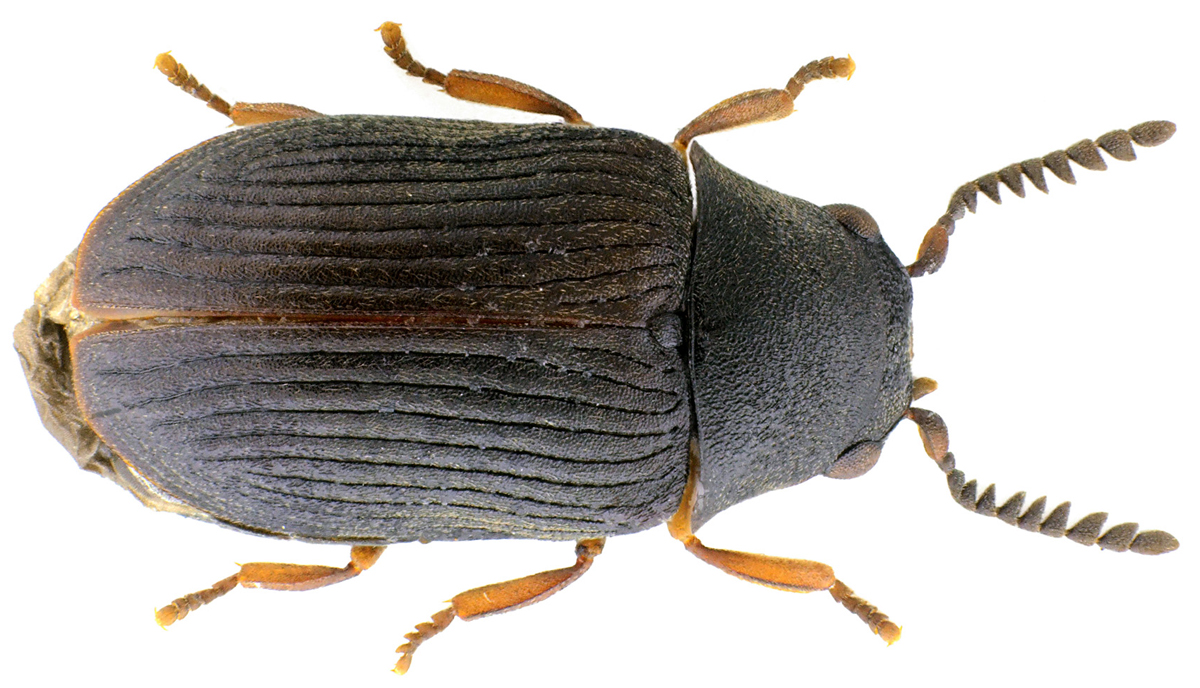 Xyletinus ater (Creutzer in Panzer, 1796)