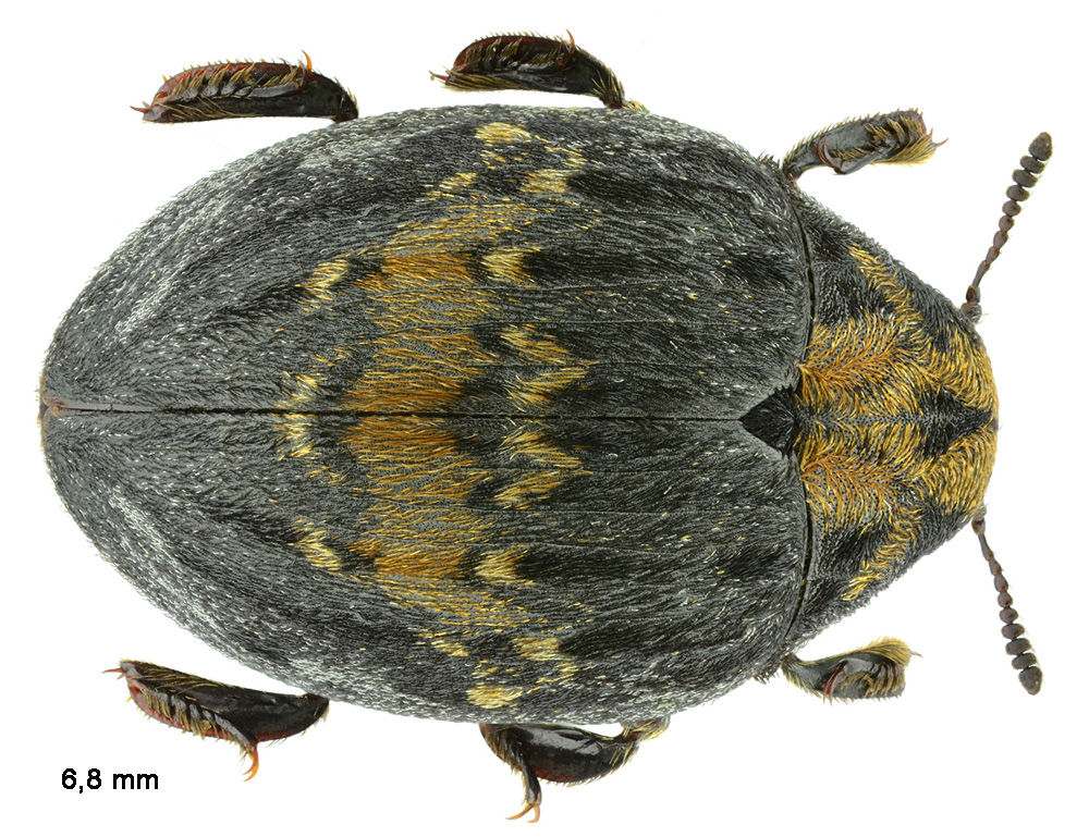 Byrrhus pustulatus (Forster, 1771)