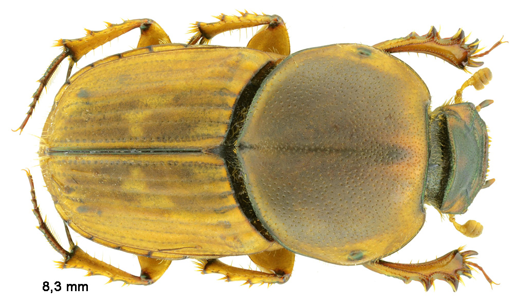 Euoniticellus fulvus (Goeze, 1777)