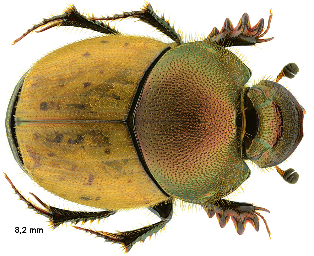 Onthophagus coenobita (Herbst, 1783)