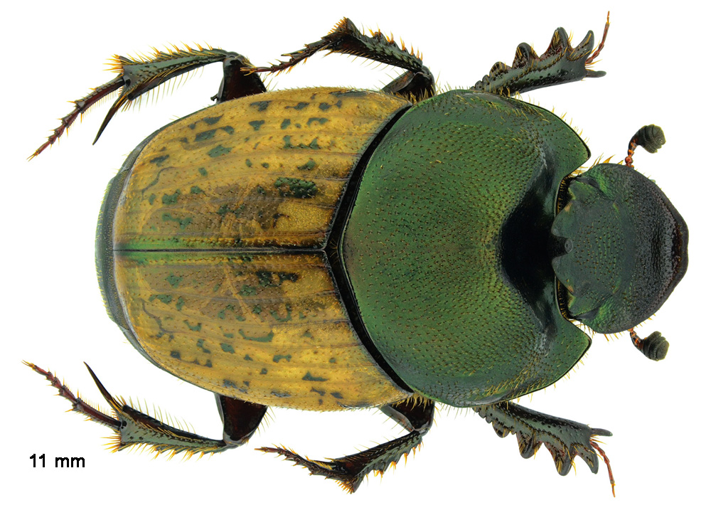 Onthophagus vacca (Linnaeus, 1767) mâle