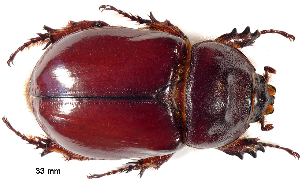 Oryctes nasicornis (Linnaeus, 1758) femelle