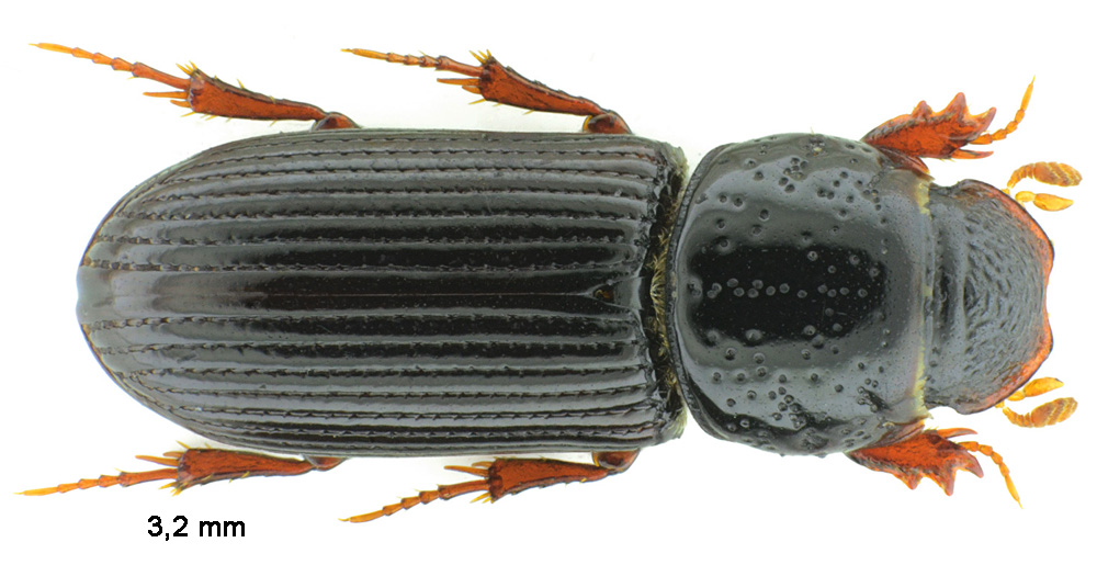 Pleurophorus caesus (Creutzer, 1796)