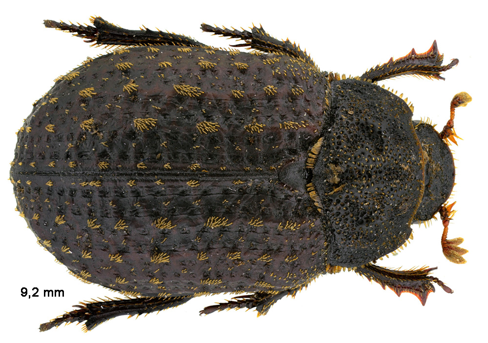 Trox sabulosus (Linnaeus, 1758)